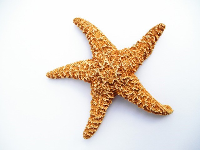 starfish-732391_640.jpg