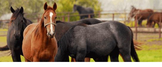 horses.png